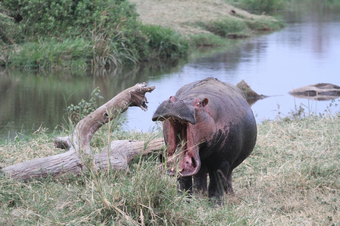 Hippopotame avec la gueule ouverte dans un paysage de rivière.