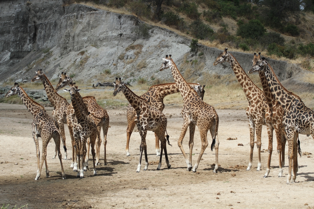Troupeau de girafes dans un paysage rocheux.