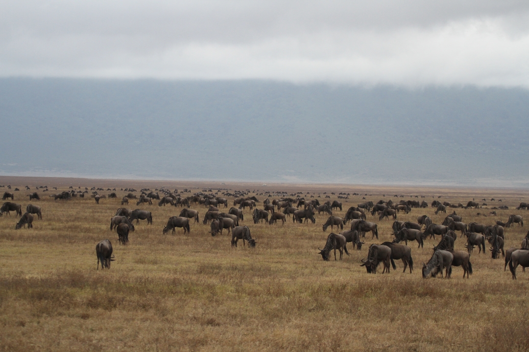 Troupeau de gnous broutant dans l'aire de conservation du Ngorongoro.