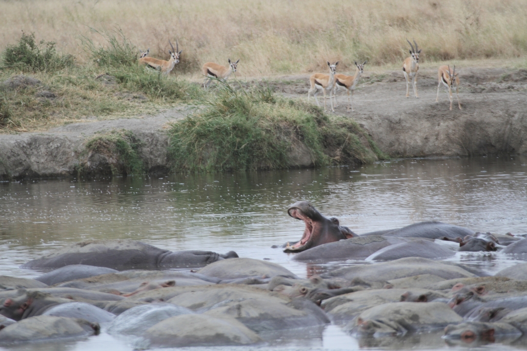 Hippopotames et gazelles près d'un point d'eau.