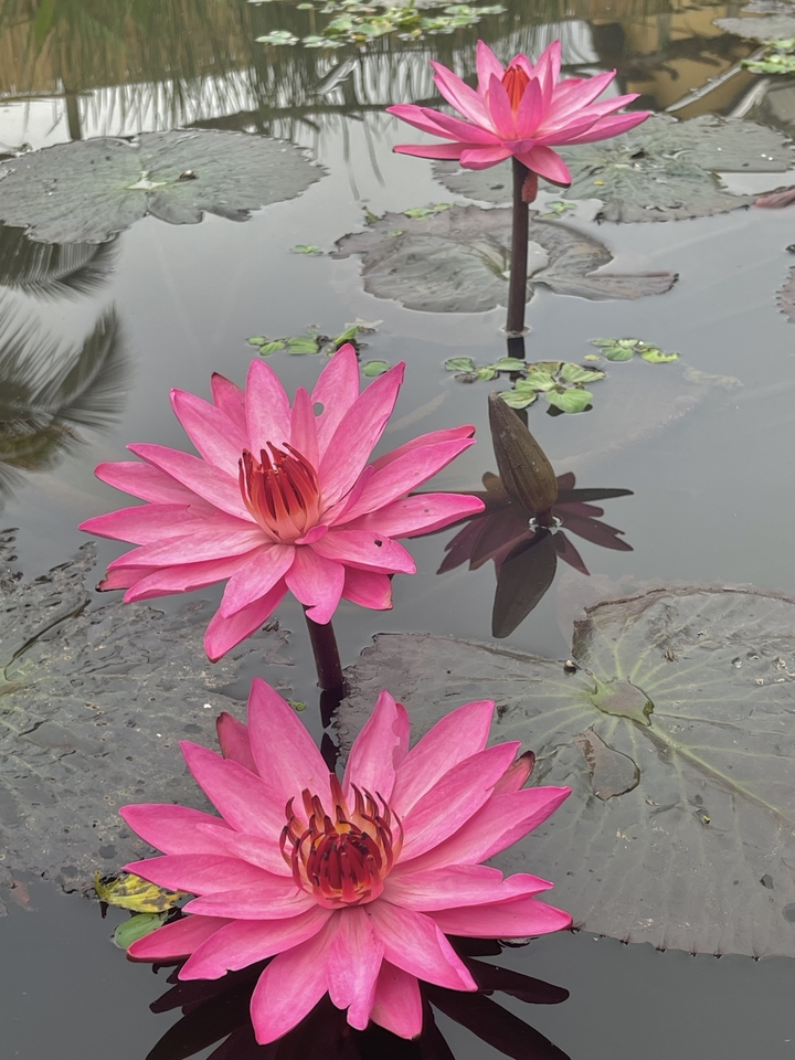 Gros plan d'une fleur de lotus rose dans un étang.