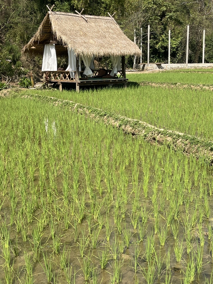 Champ de jeunes plants de riz verts.