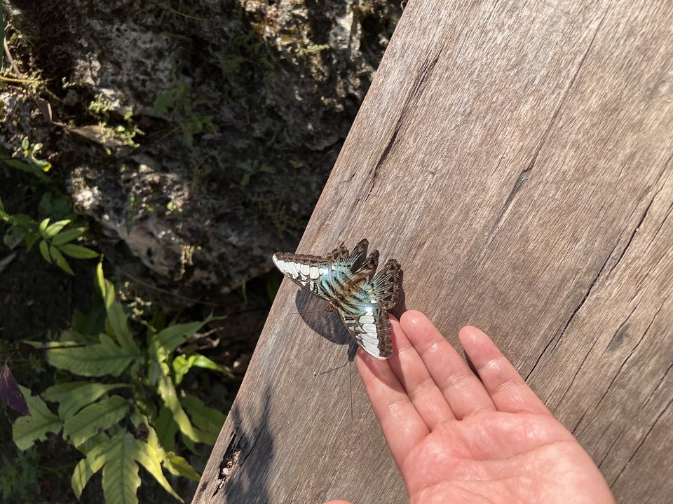 Papillon se reposant sur la main d'une personne.