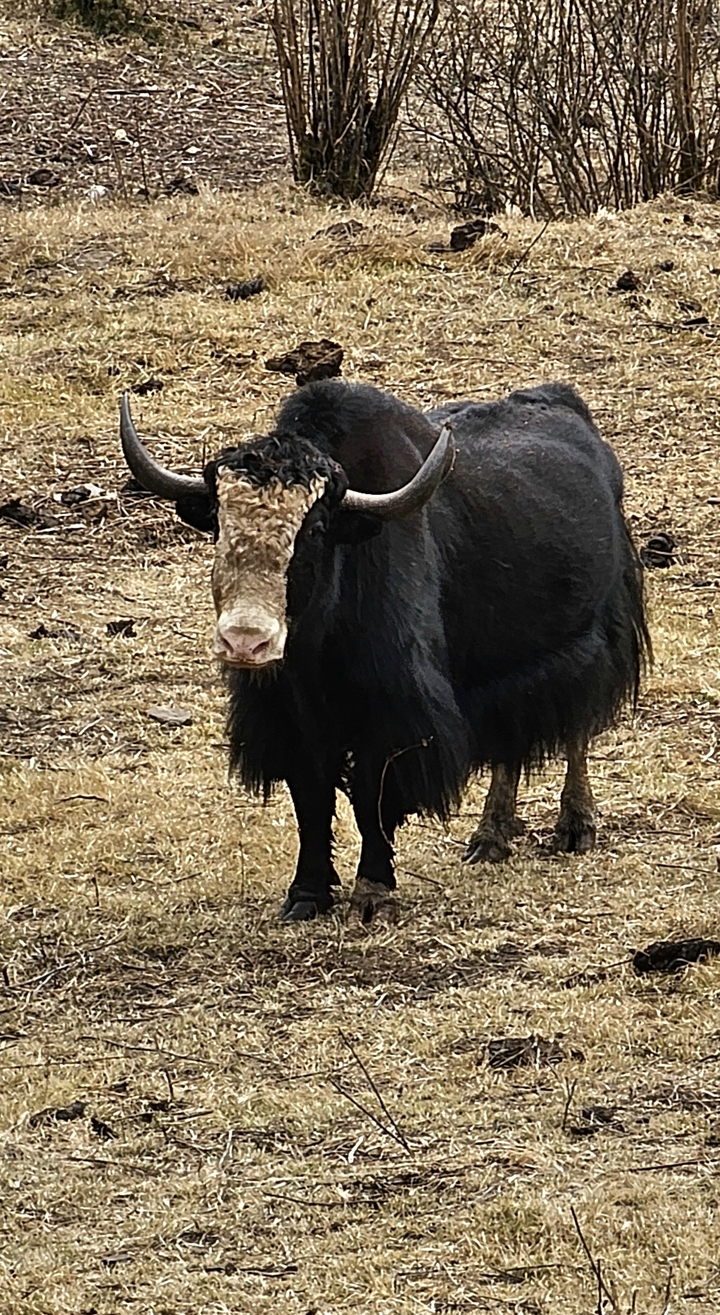 Gros plan d'un yak à l'extérieur.