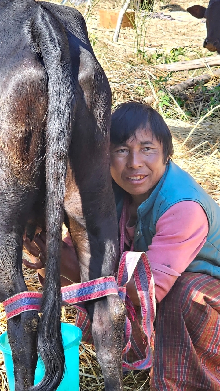 Personne qui trait une vache.