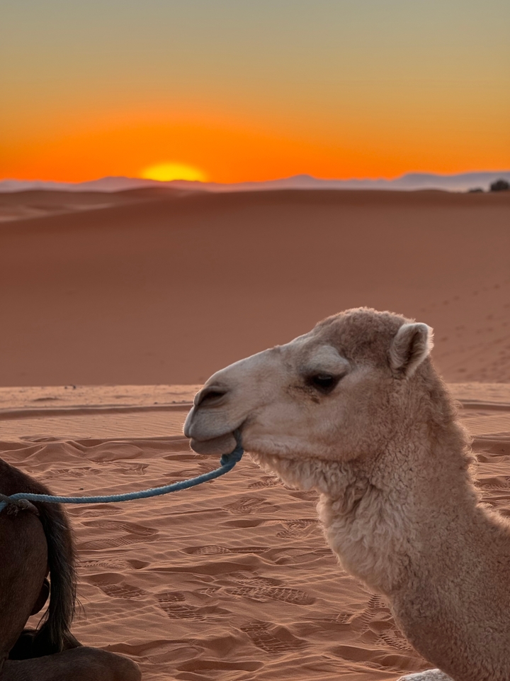 Un chameau dans un décor désertique.
