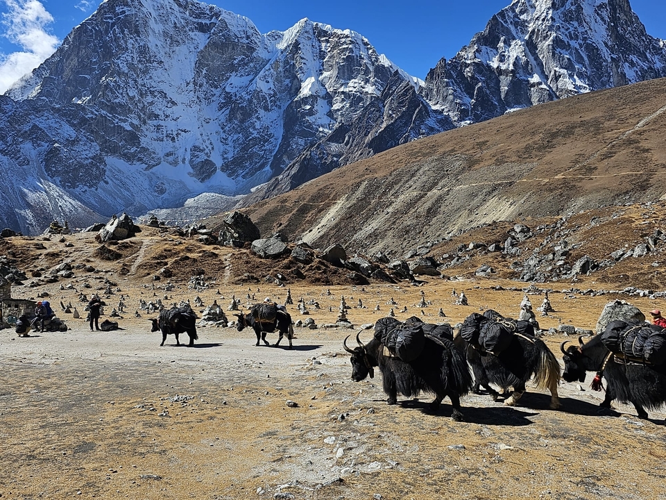 Un troupeau de yaks marchant le long d'un sentier rocheux avec des montagnes en arrière-plan.