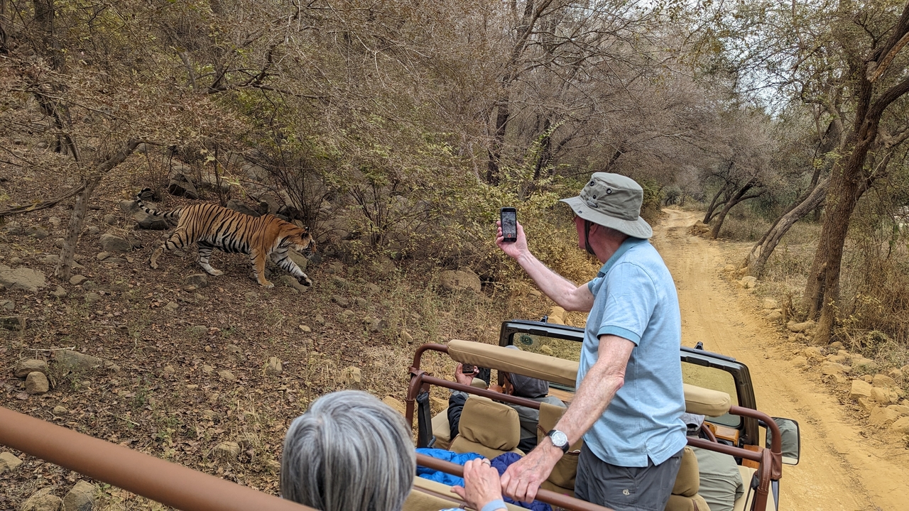Touristes observant un tigre lors d'un safari.