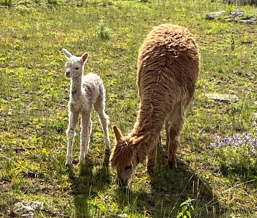 Jeunes et adultes lamas paissant dans un champ vert.