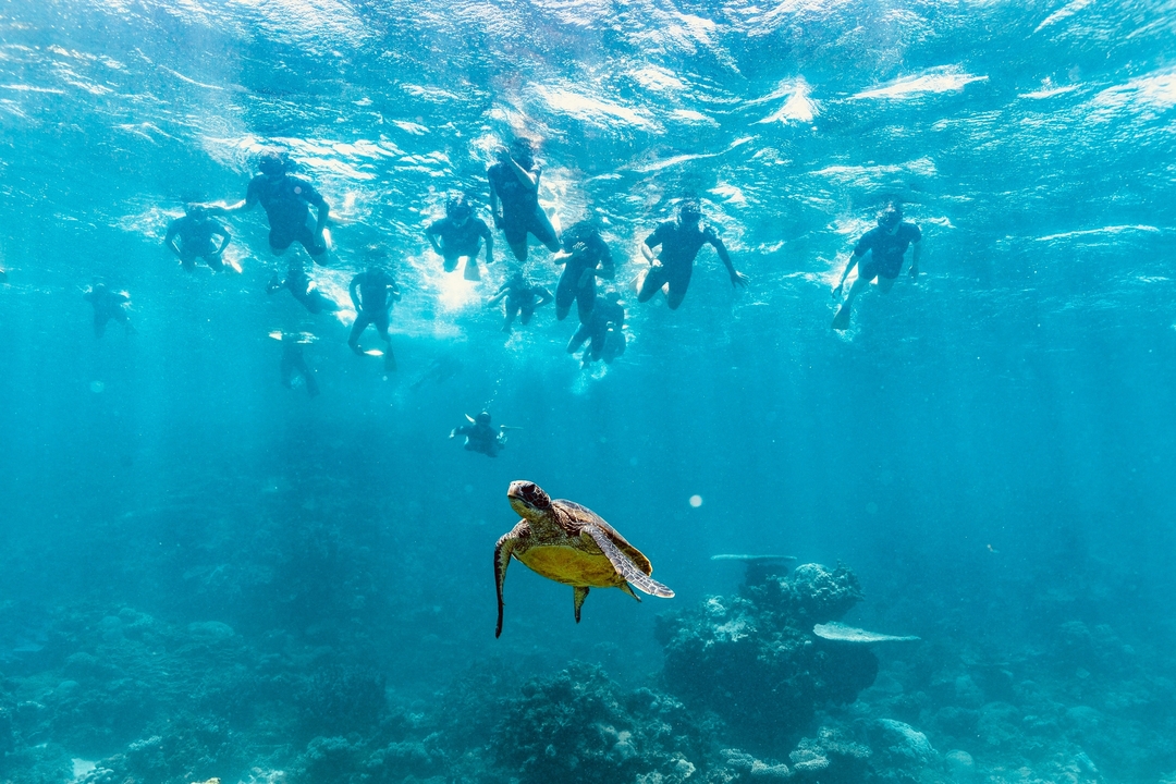 Des plongeurs en apnée nageant avec une tortue dans une eau bleue cristalline.