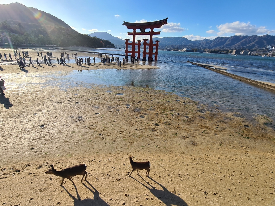 Île de Miyajima avec des gens sur la plage et le torii rouge.