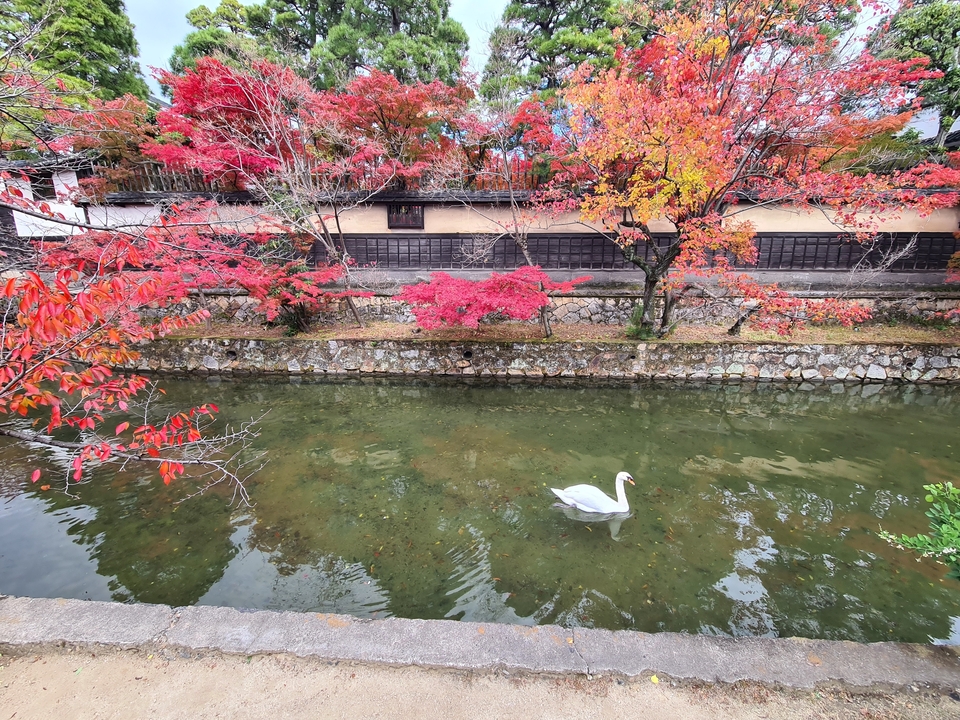 Feuillage d'automne le long d'un canal avec un cygne qui nage.
