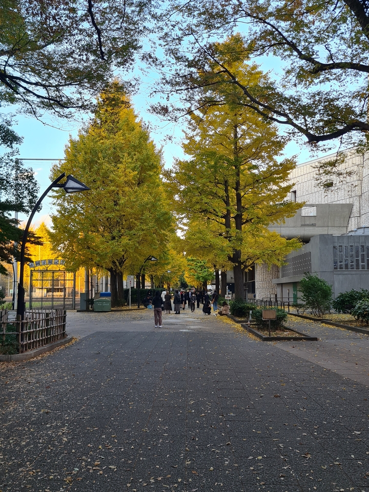 Allée piétonne bordée d'arbres avec des personnes se promenant en automne.