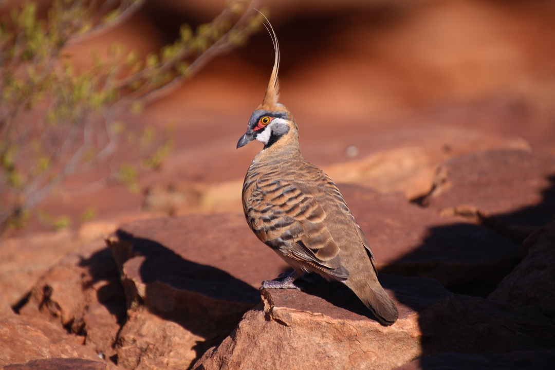 Una paloma crestada posada sobre rocas rojas.