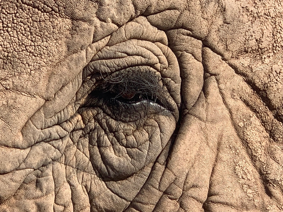 Close-up of an elephant's eye with detailed skin texture.