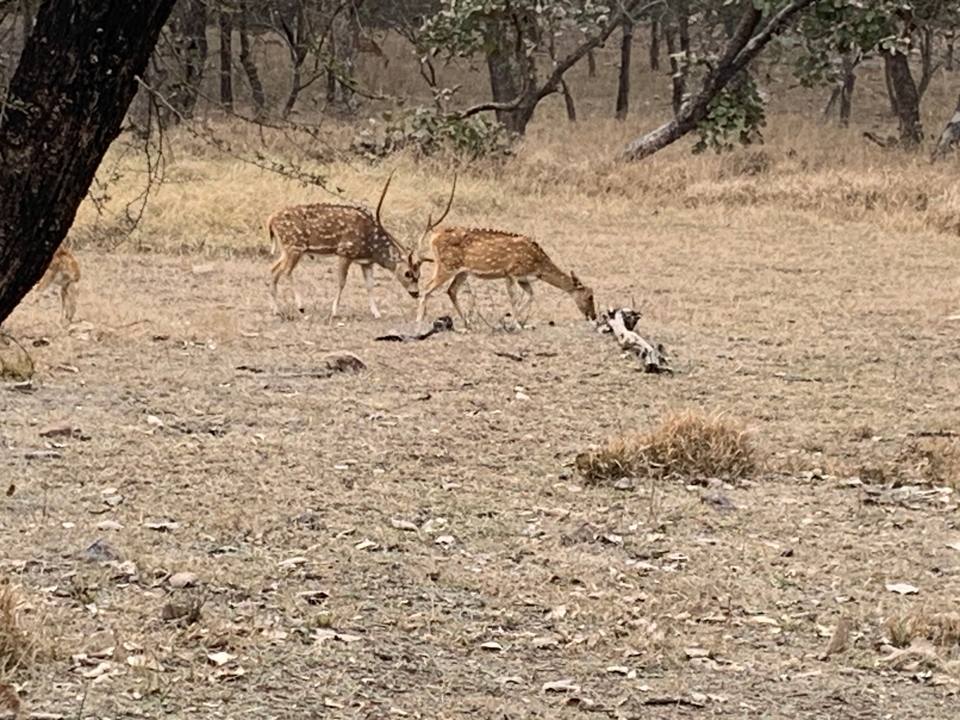 Deux cerfs qui broutent dans un espace naturel.