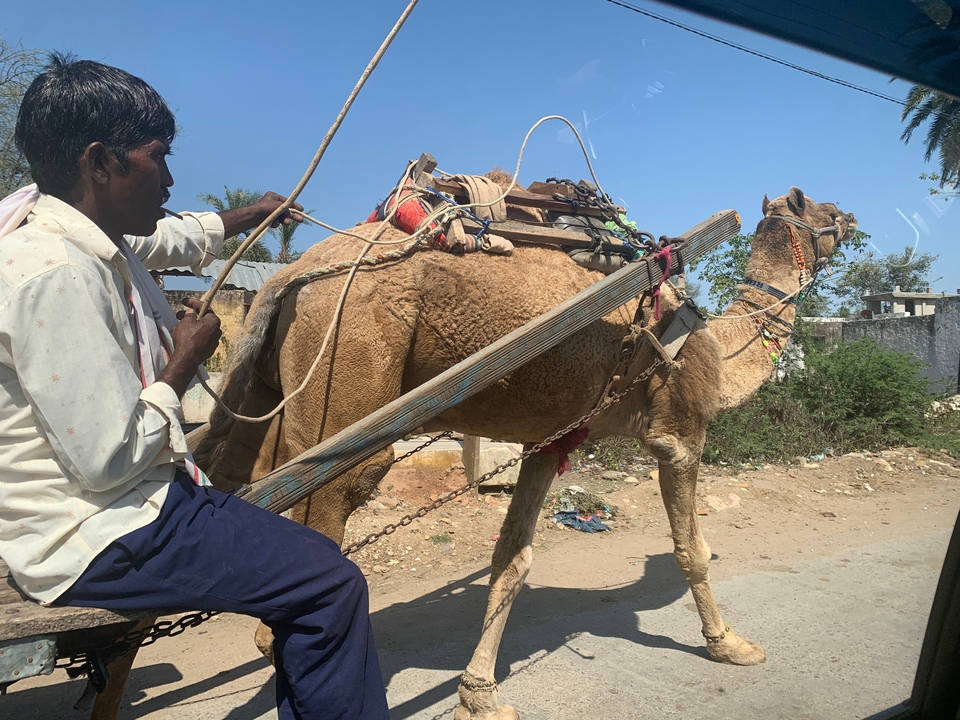 Homme conduisant une charrette à chameau sur la route.
