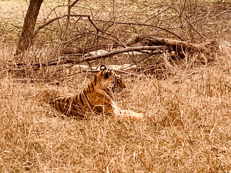 Tigre allongé dans les hautes herbes dans un environnement naturel.