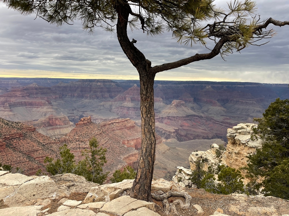 Un arbre au premier plan avec le Grand Canyon au loin.