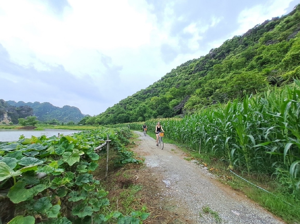 Cyclistes sur un chemin bordé de champs de maïs et de verdure.