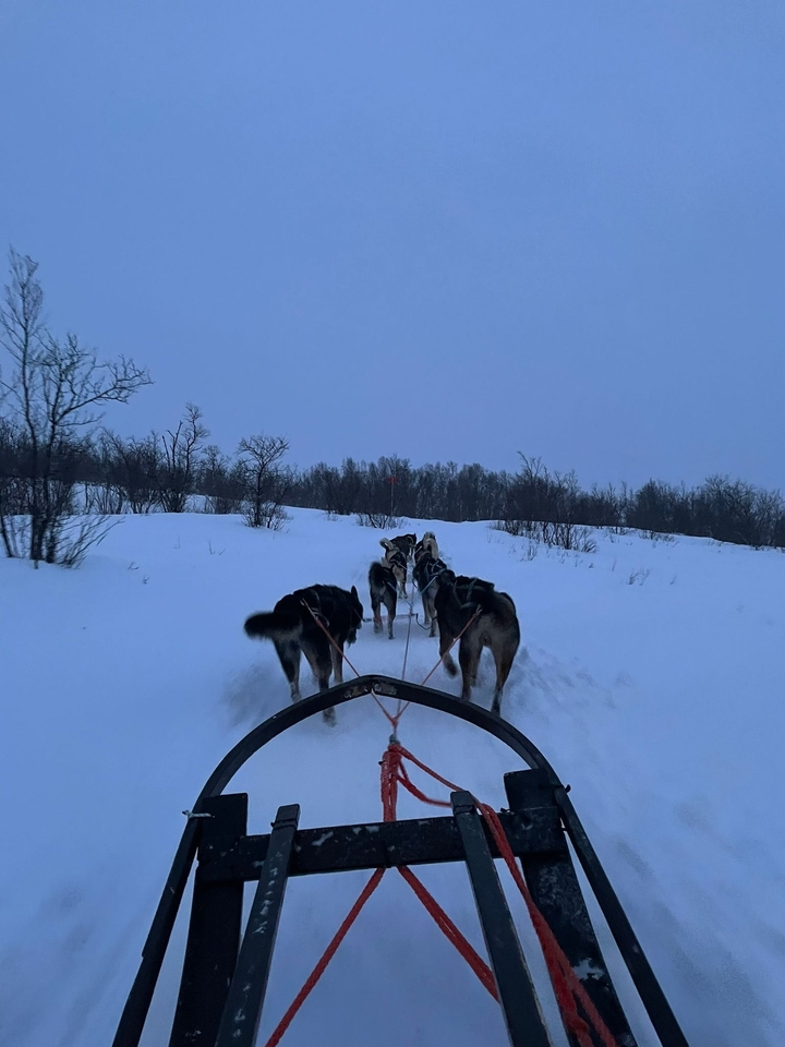 Traîneau à chiens à travers un terrain enneigé.