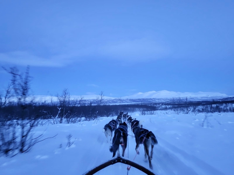 Traîneau à chiens à travers un terrain enneigé.