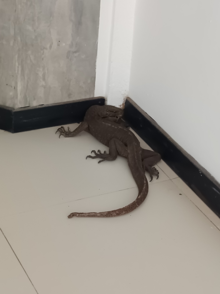 Grand lézard sur un sol carrelé à l'intérieur.