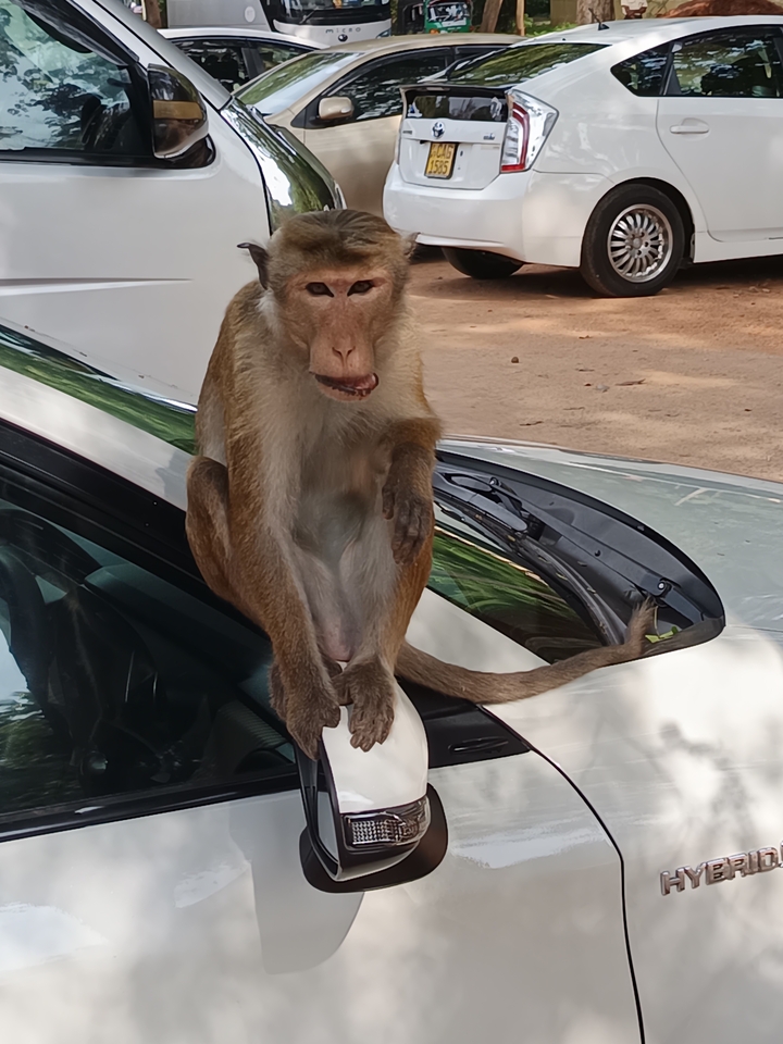 Singe assis sur le capot d'une voiture.
