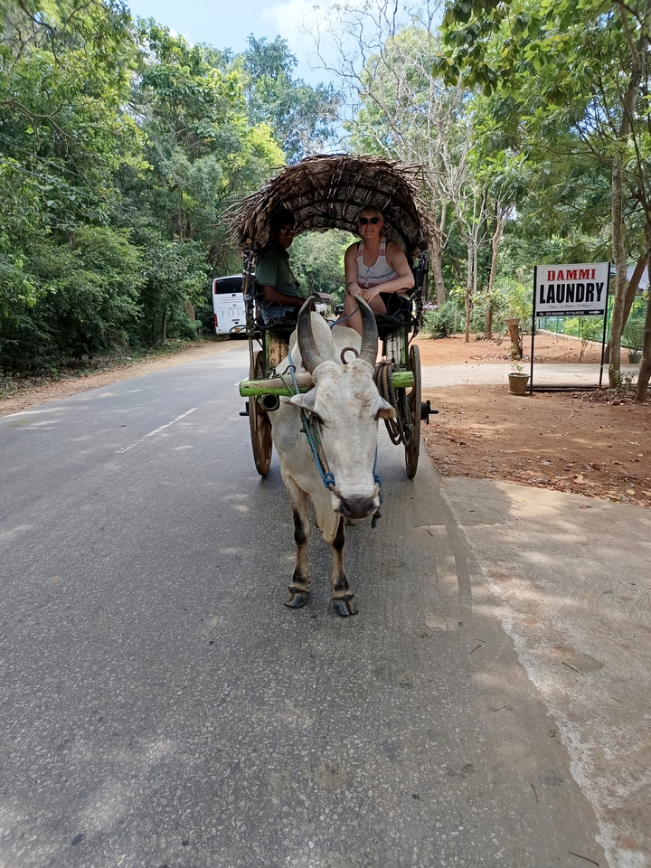 "Charrette à bœufs sur une route avec des gens assis dessus."