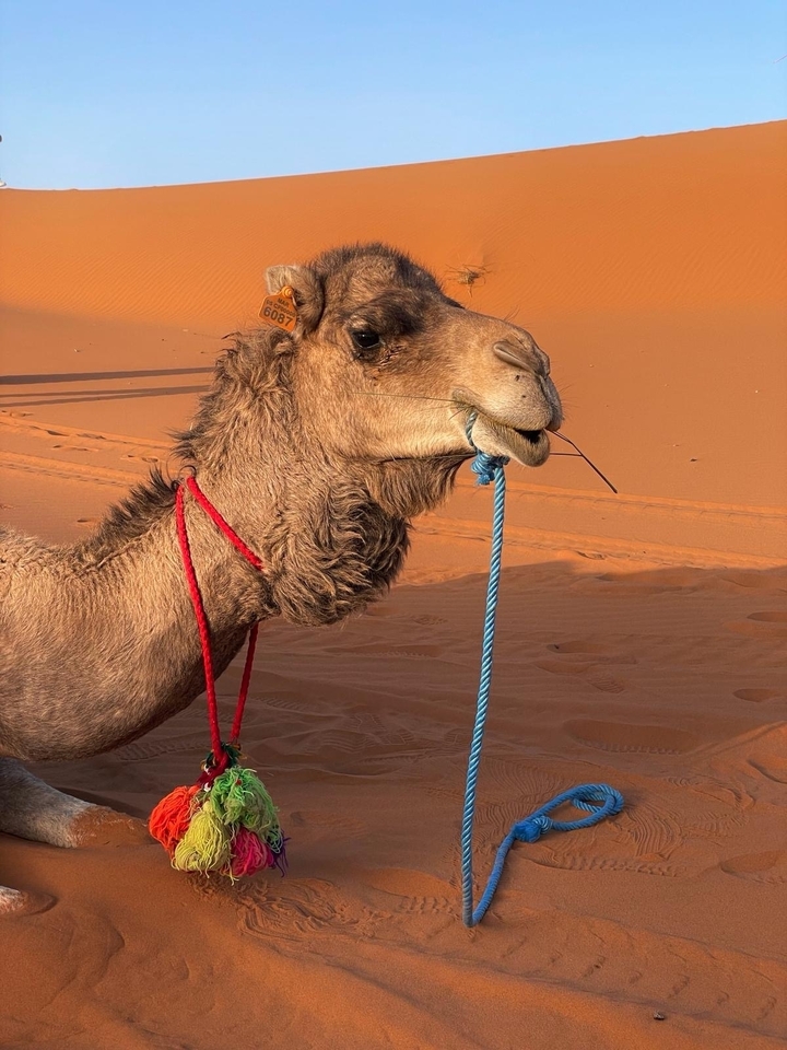 Gros plan d'un chameau avec un paysage désertique pittoresque en arrière-plan.