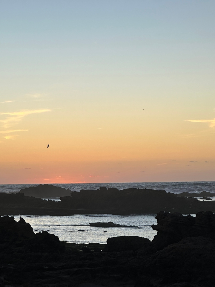 Oiseau volant au-dessus du rivage rocheux au coucher du soleil.