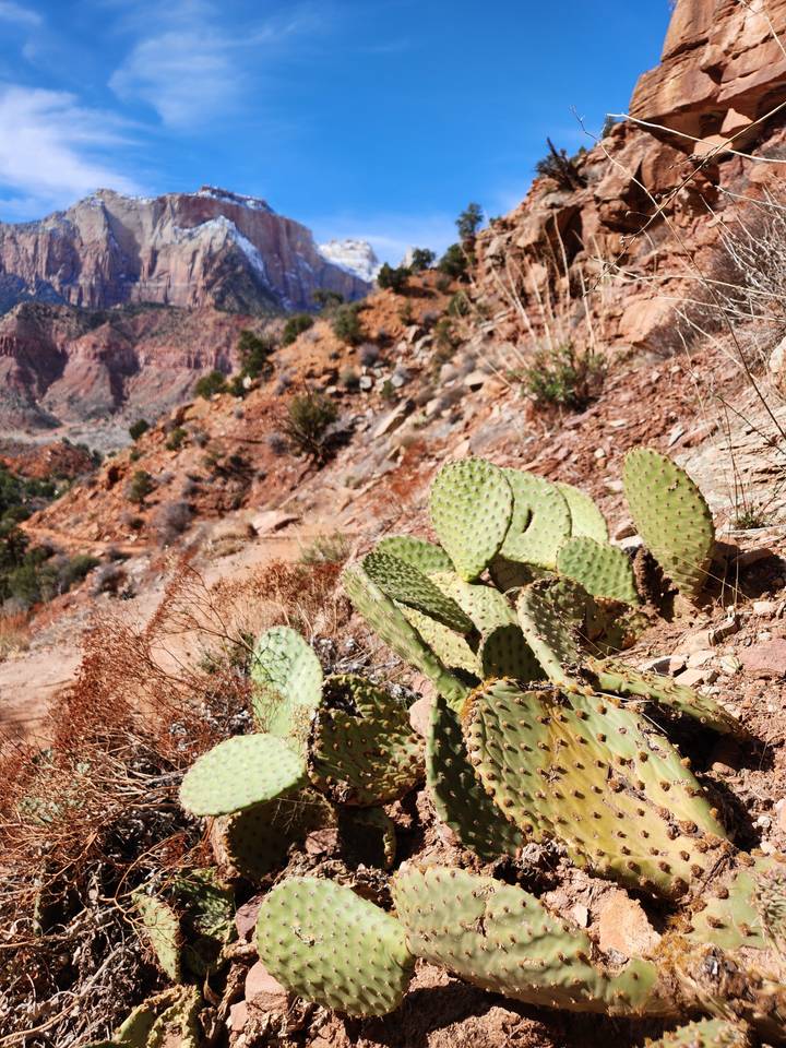 Gros plan d'un cactus avec un paysage désertique en arrière-plan.