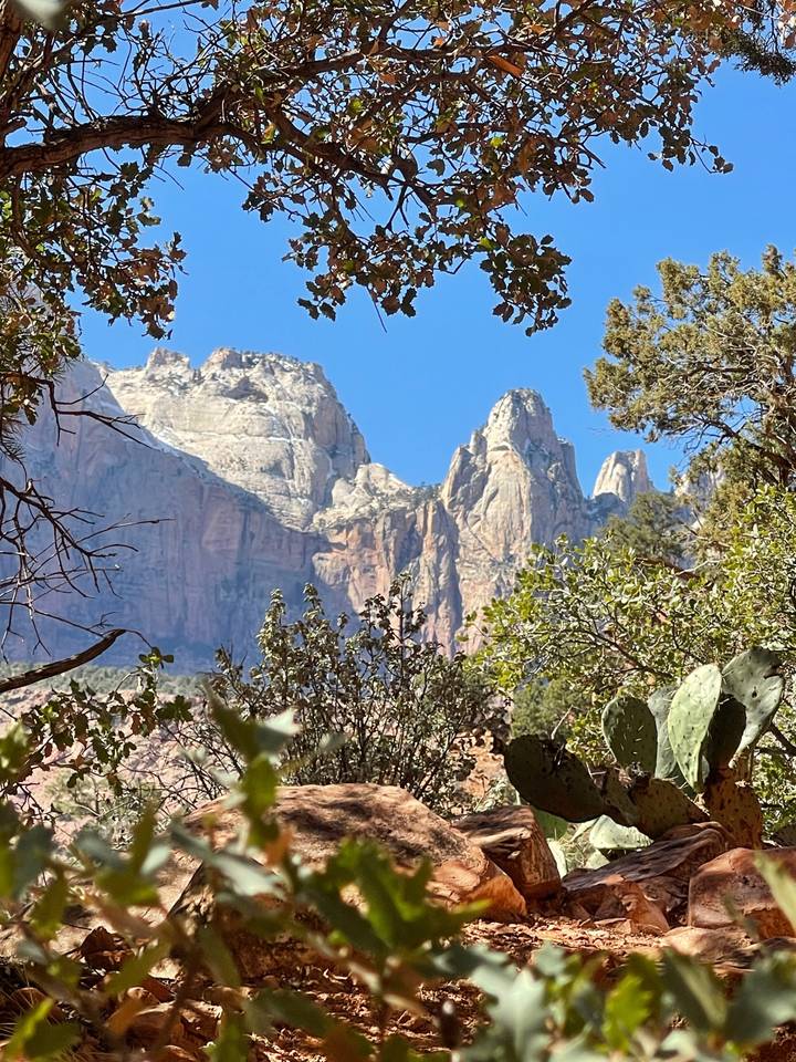 Des montagnes couvertes d'arbres vues à travers le feuillage.
