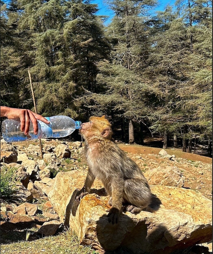 Donner de l'eau à la main à un singe dans un environnement forestier.