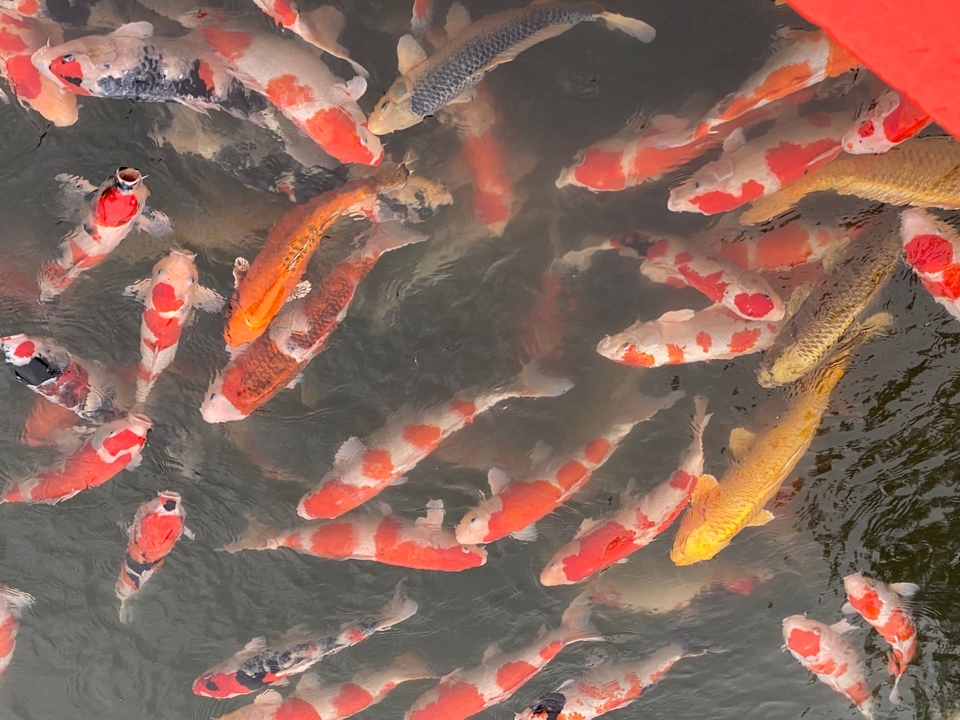 Des poissons koï colorés nageant dans un bassin.