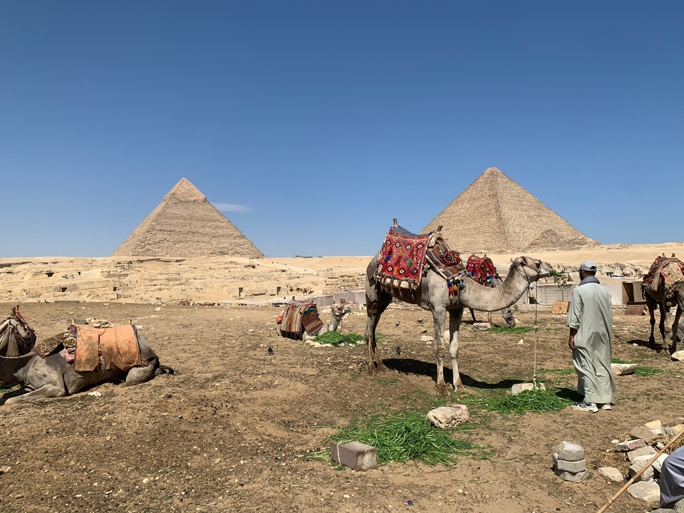 Chameaux et touristes devant les pyramides de Gizeh.