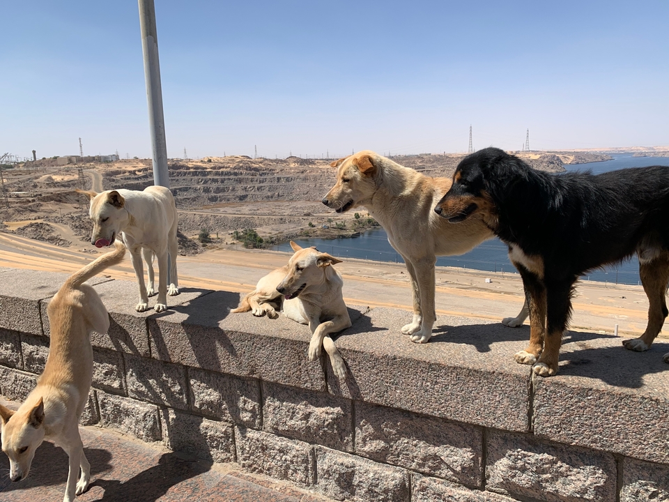 Groupe de chiens assis sur un mur surplombant un barrage.