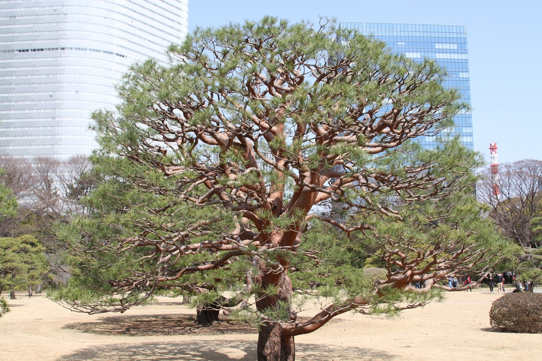 Arbre aux branches entrelacées de façon complexe devant des gratte-ciel.