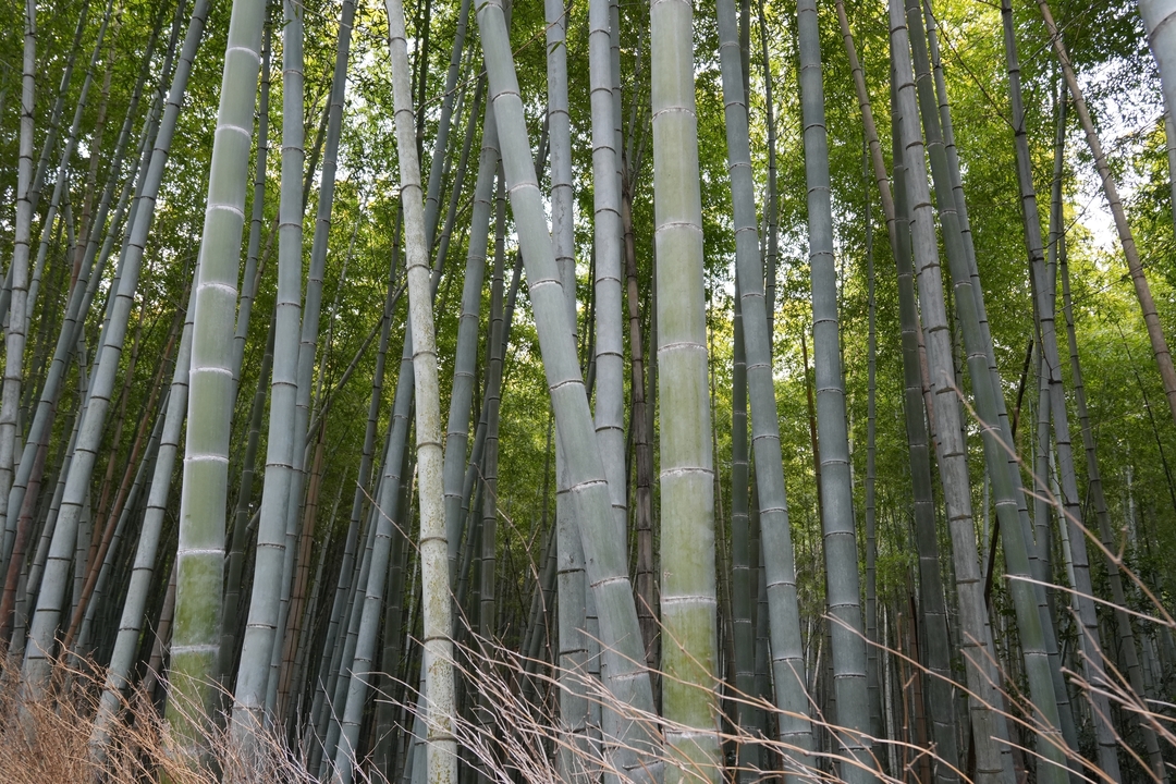 Forêt de bambous avec de hautes tiges qui s'élèvent.