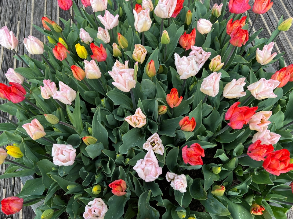 Un parterre de tulipes colorées.