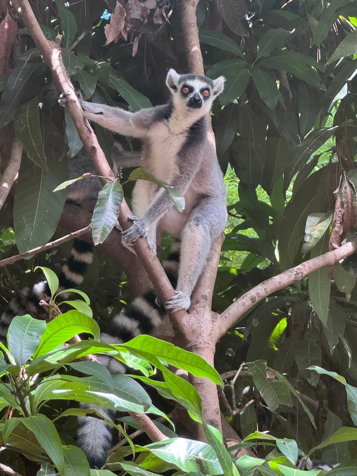 A lemur sitting on a branch in a forest.