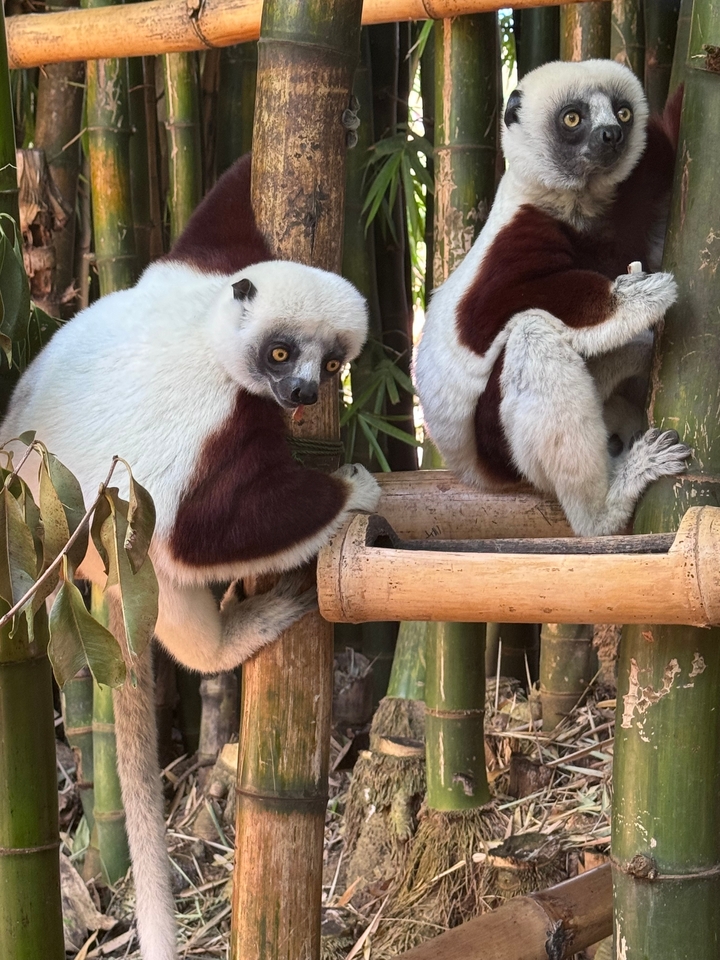 Lemurs climbing on bamboo structures.