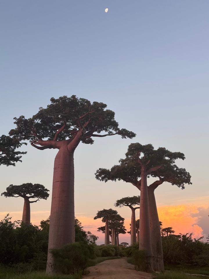Baobab trees against a clear sky.