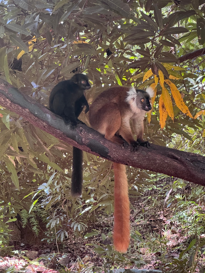 Two lemurs sitting on a tree branch.