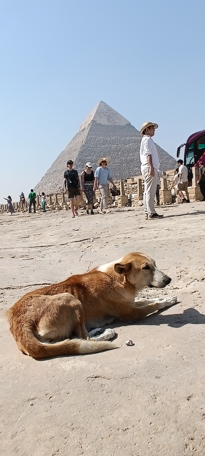 Chien se reposant sur un sentier près des pyramides avec des touristes en arrière-plan.