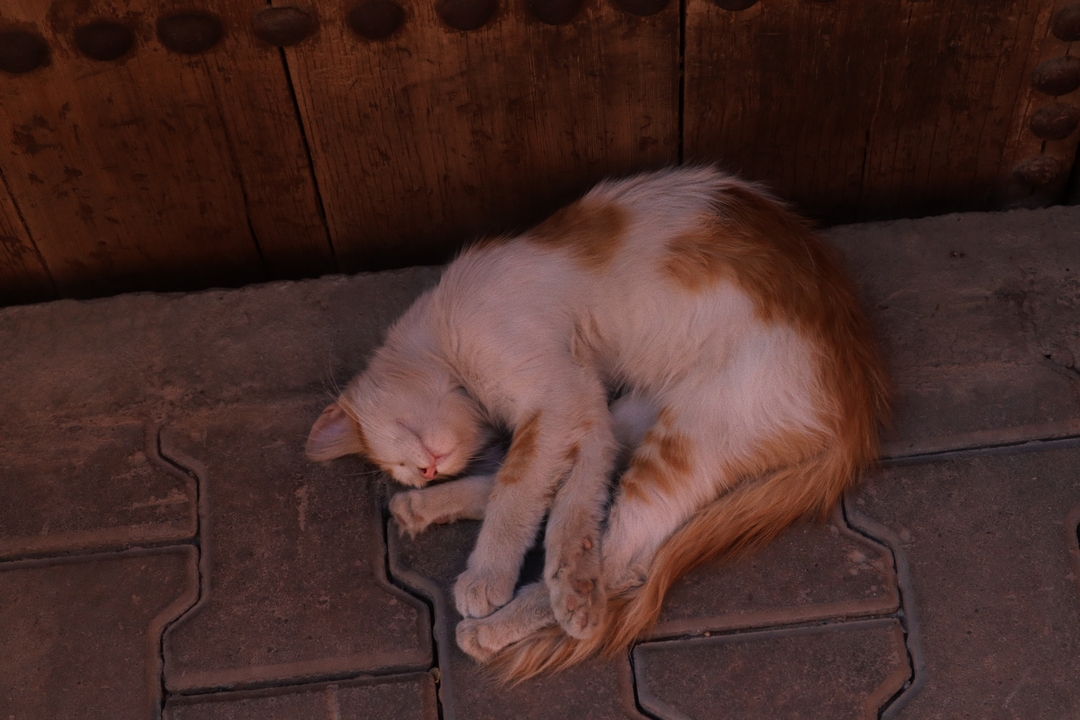 Un chat qui dort recroquevillé sur le sol.