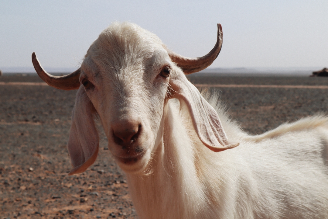 Un gros plan d'une chèvre avec une fourrure blanche et des cornes.