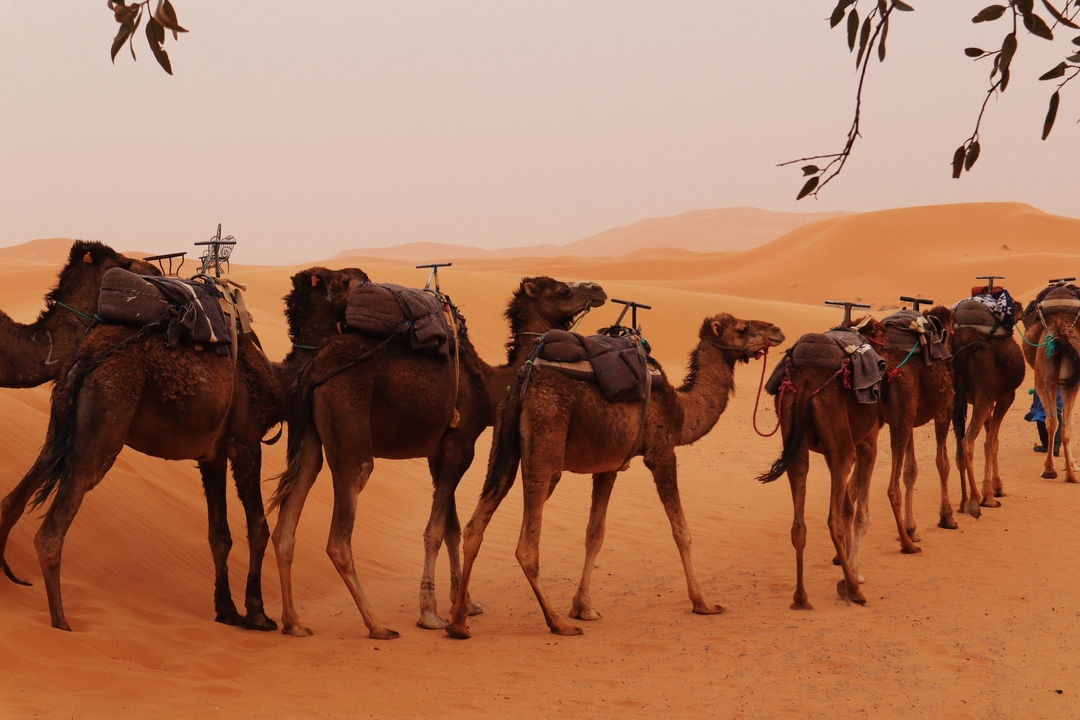 Une caravane de chameaux dans le désert.