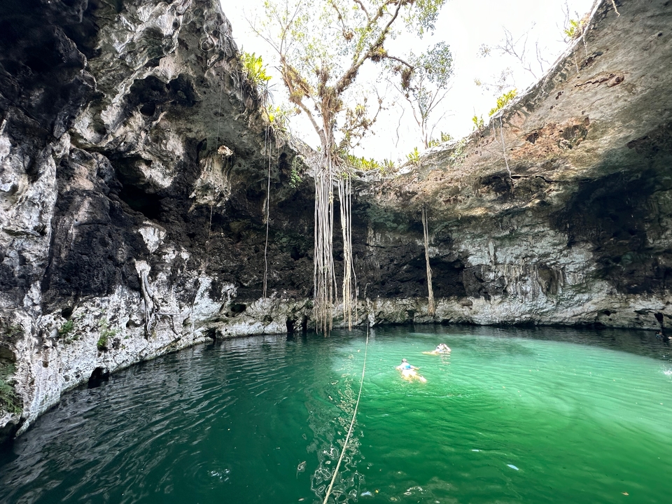 Des gens qui nagent dans un cénote avec des racines pendantes.