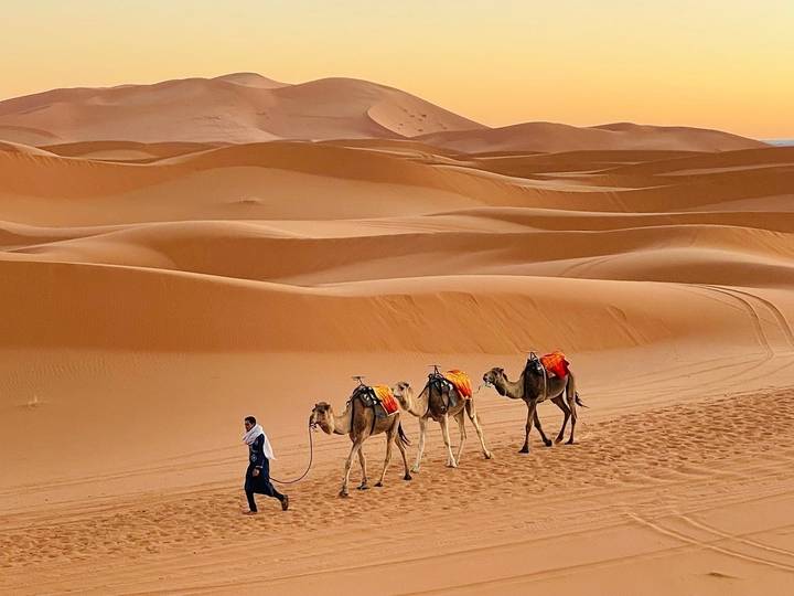 Chameaux menés dans un paysage désertique au coucher du soleil.